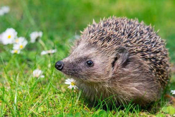 Being a Hedgehog: Isolation, Creativity, and Destruction